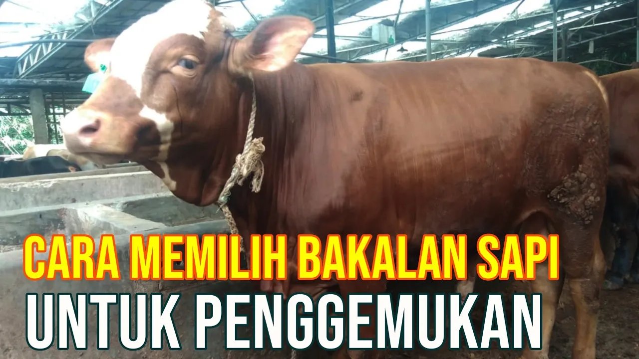 
                                 Memilih-Bibit-Sapi-Penggemukkan-Yang-Baik